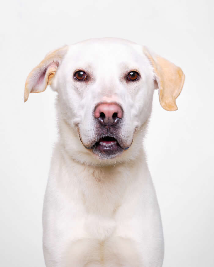 Rescue Dog Portraits by Butch McCartney