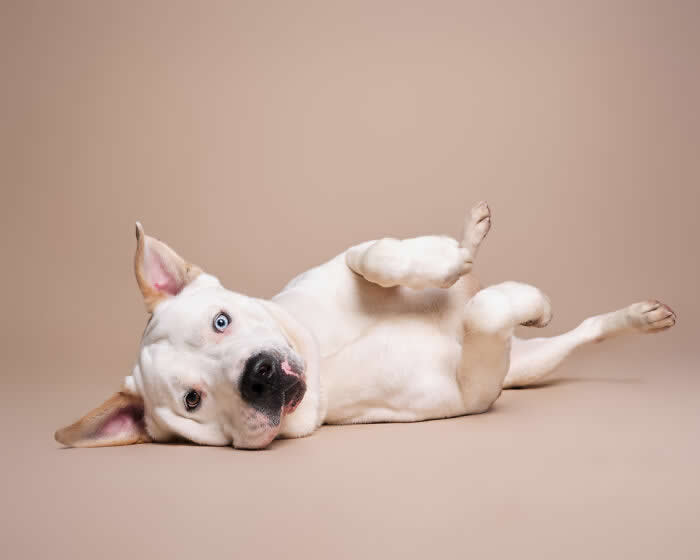 Rescue Dog Portraits by Butch McCartney