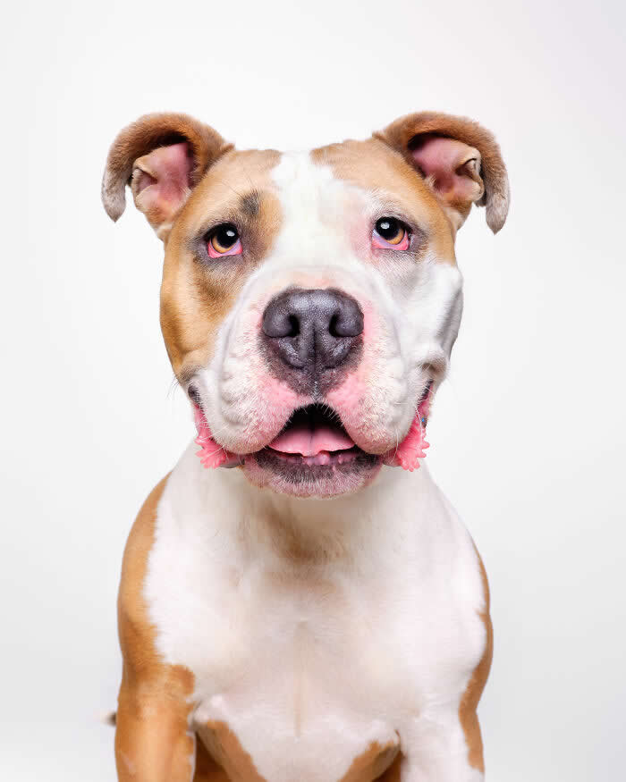 Rescue Dog Portraits by Butch McCartney