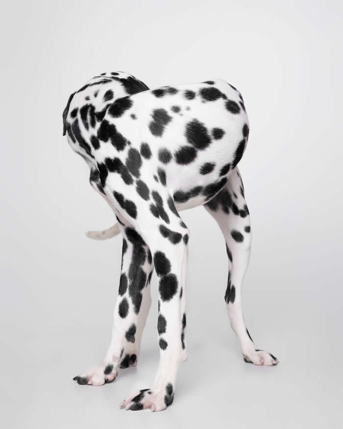 Rescue Dog Portraits by Butch McCartney