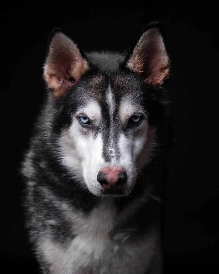 Rescue Dog Portraits by Butch McCartney