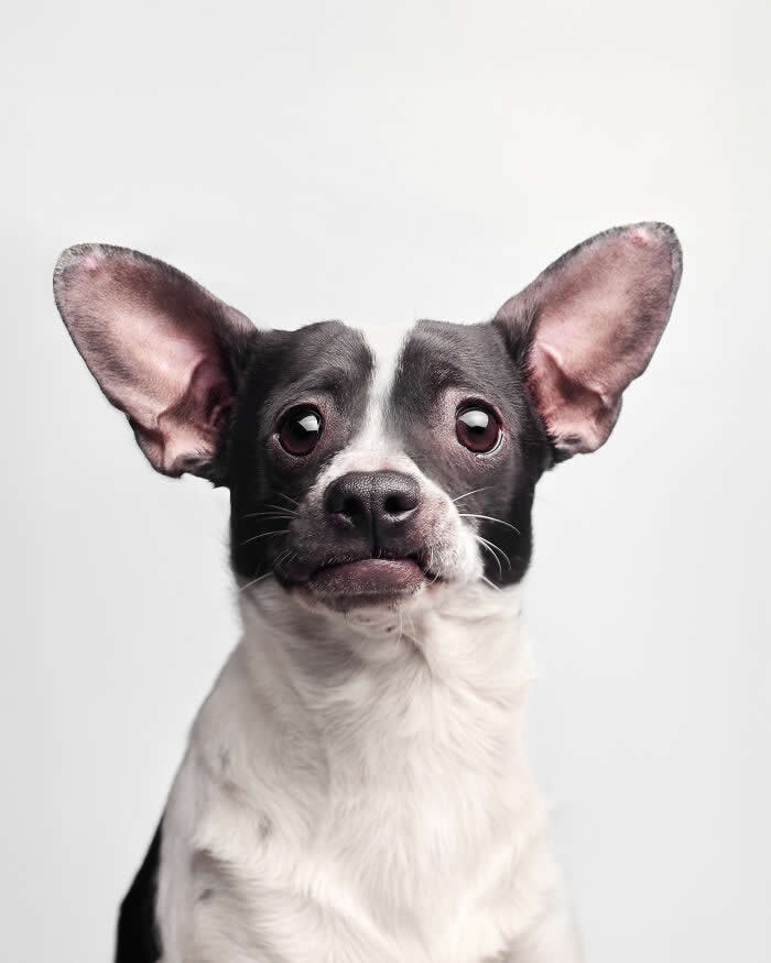 Rescue Dog Portraits by Butch McCartney