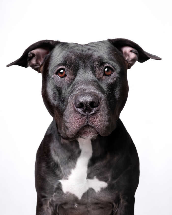 Rescue Dog Portraits by Butch McCartney