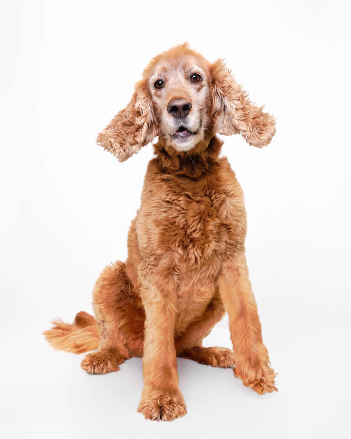 Rescue Dog Portraits by Butch McCartney