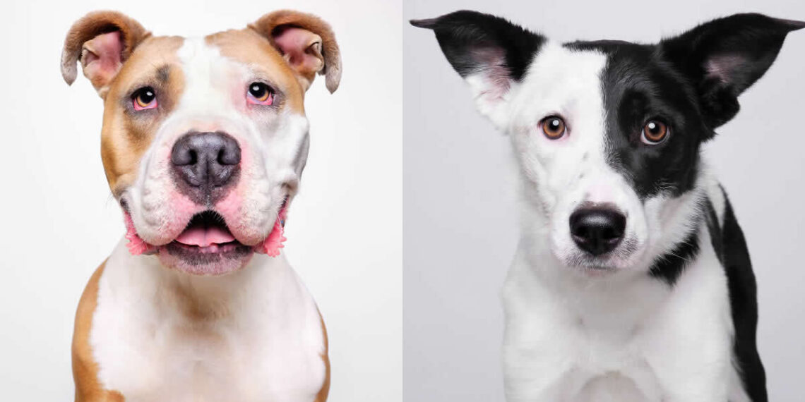 Rescue Dog Portraits by Butch McCartney