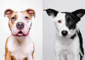 Rescue Dog Portraits by Butch McCartney