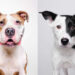 Rescue Dog Portraits by Butch McCartney