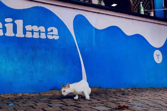 30 Remarkable Street Photos That Prove Timing Is Everything in Everyday Moments 33 Street Photos That Prove Timing Is Everything