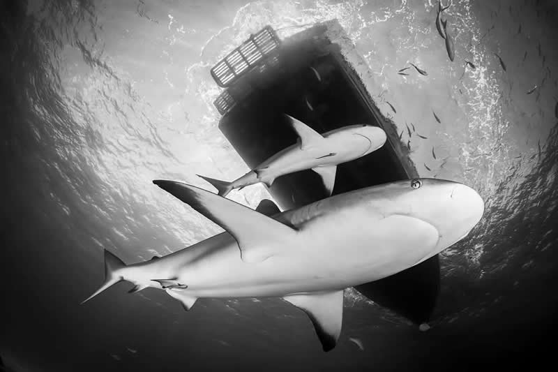 Artist Gallery Awards 2025 Black and White Winners