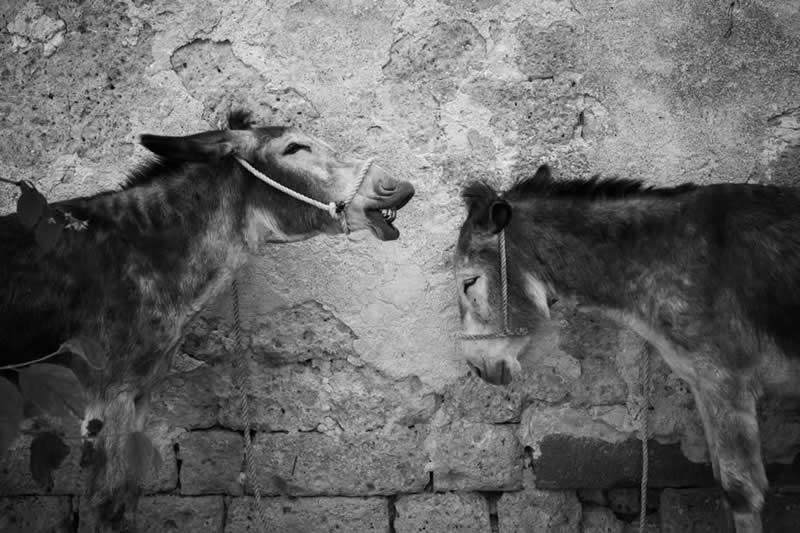 Artist Gallery Awards 2025 Black and White Winners