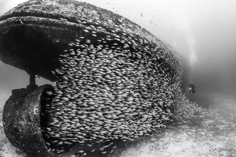 Artist Gallery Awards 2025 Black and White Winners