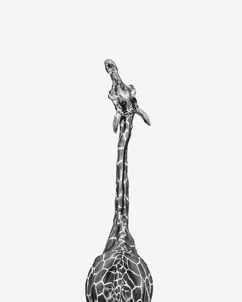 The Society of Photographers 2025 Winners