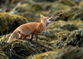 The Society of Photographers 2025 Winners