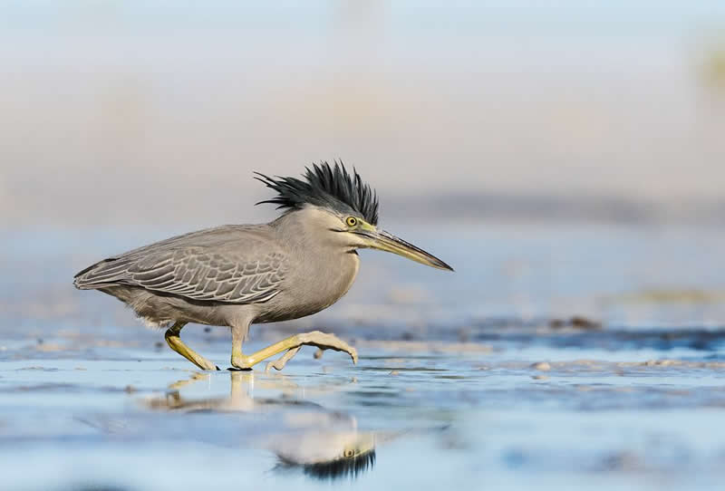 Portfolios – Wildlife, Sealife, Birdlife Joint Runner Up - Emma Parker, Australia - Travel Photographer of the Year 2025 Winners