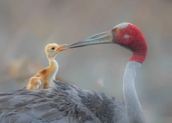 Sarus crane feeding chick