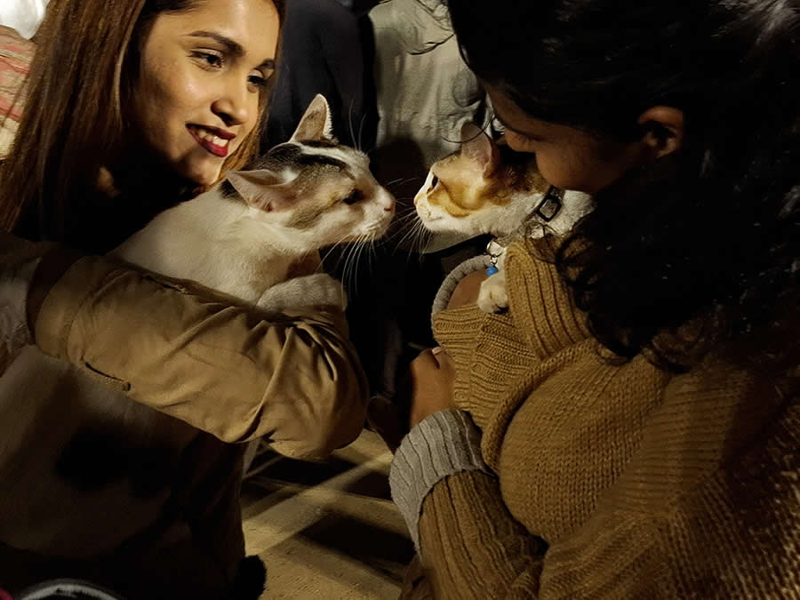 A Quiet Dialogue Between Humans and Animals by Sohail Bin Mohammad