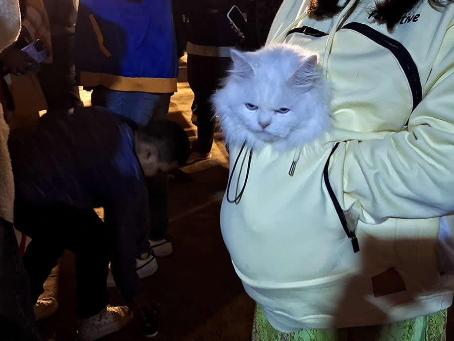 A Quiet Dialogue Between Humans and Animals by Sohail Bin Mohammad