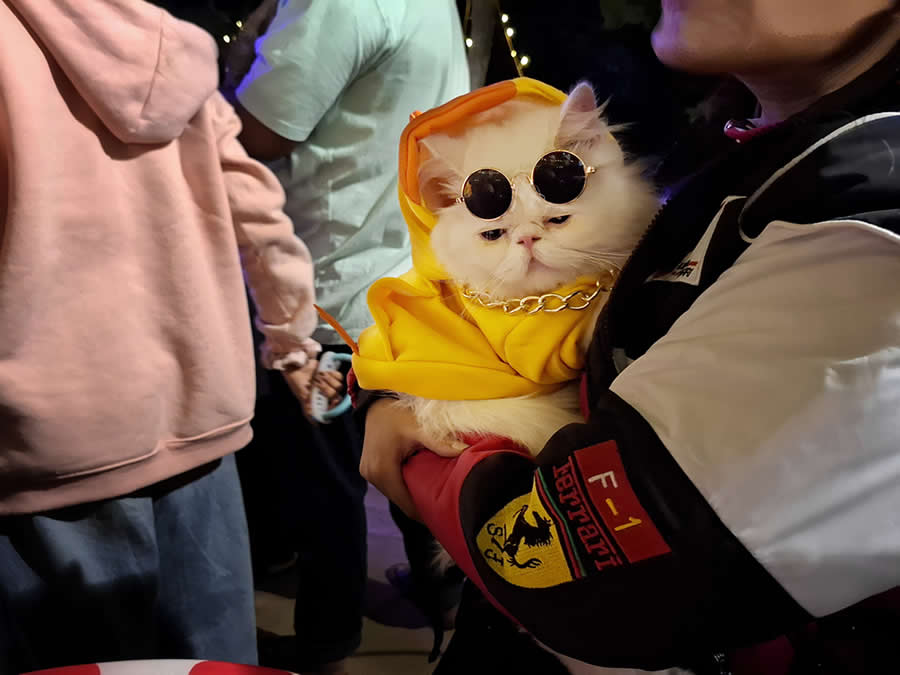 A Quiet Dialogue Between Humans and Animals by Sohail Bin Mohammad