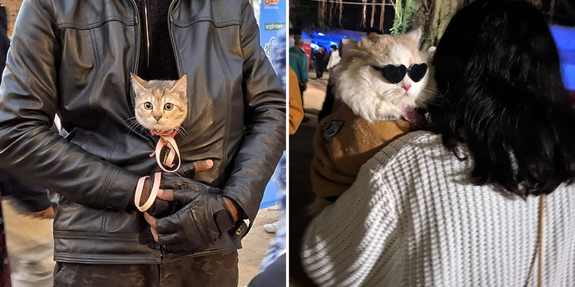 A Quiet Dialogue Between Humans and Animals by Sohail Bin Mohammad