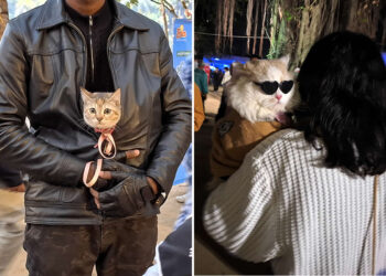 A Quiet Dialogue Between Humans and Animals by Sohail Bin Mohammad