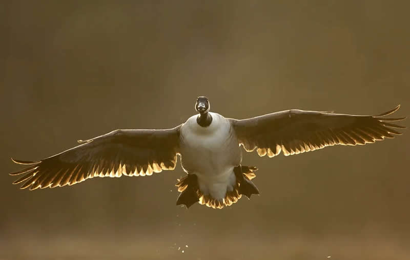 Wildlife Photography by Andy Parkinson