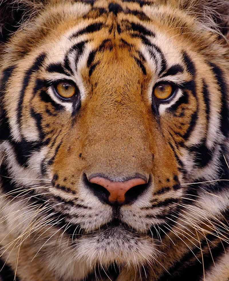 Wildlife Photography by Andy Parkinson