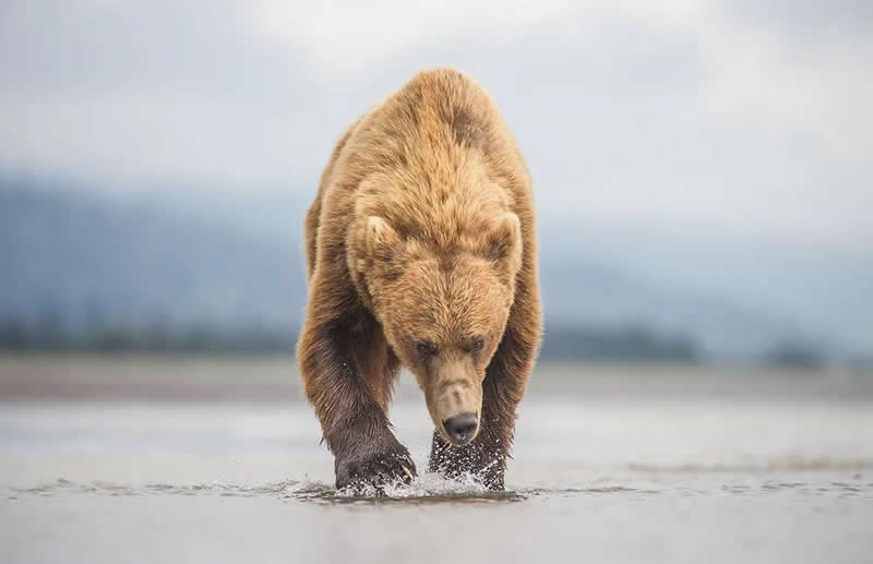 Wildlife Photography by Andy Parkinson