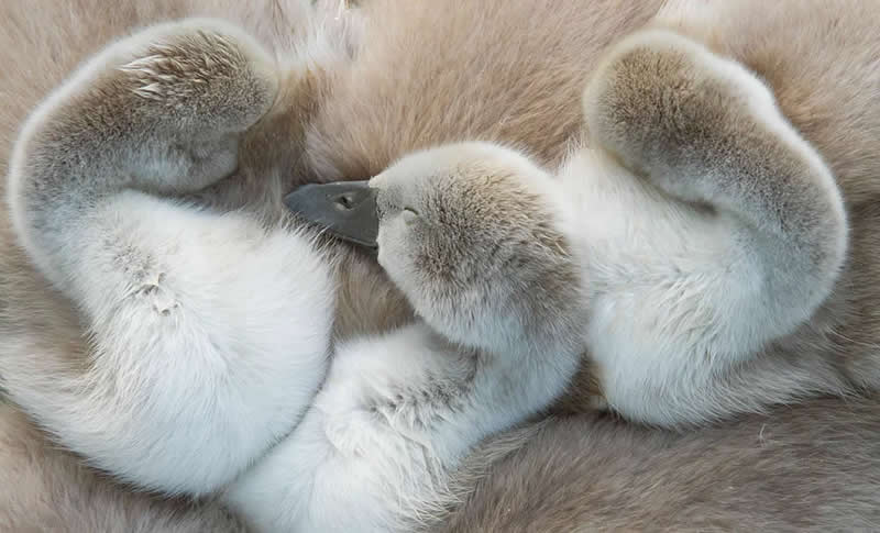 Wildlife Photography by Andy Parkinson