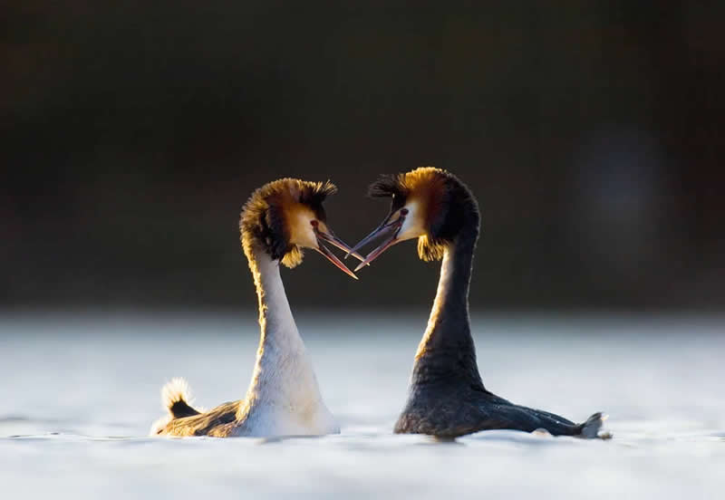 Wildlife Photography by Andy Parkinson