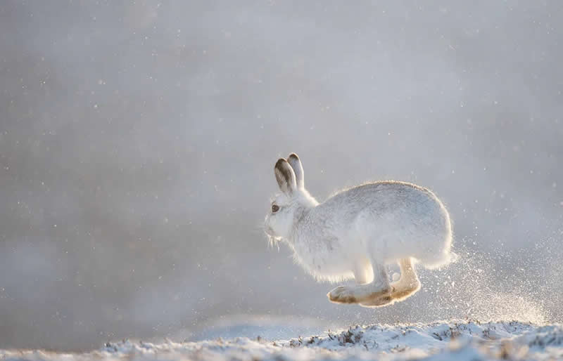 Wildlife Photography by Andy Parkinson