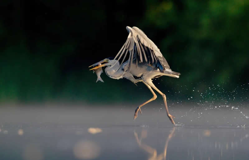 Wildlife Photography by Andy Parkinson