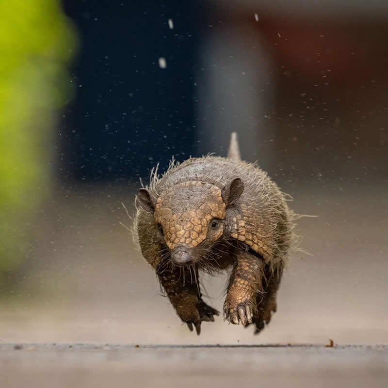 Wildlife Photography by Andy Parkinson