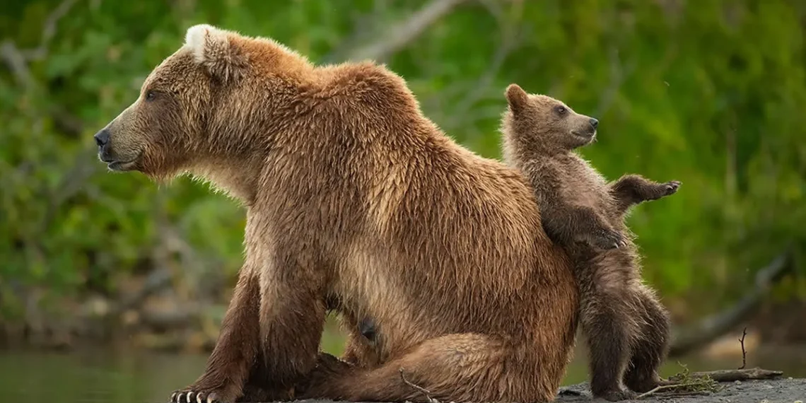 wildlife photography andy parkinson