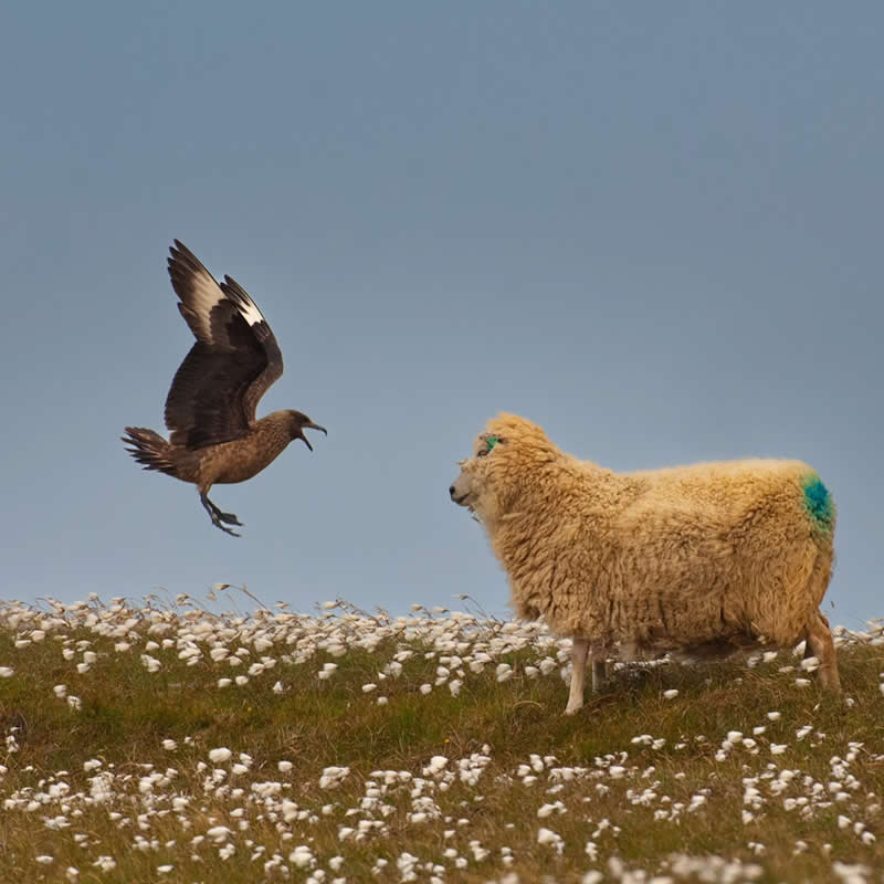 Wildlife Photography by Andy Parkinson