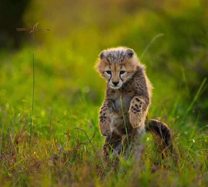 Wildlife Photography by Andy Parkinson
