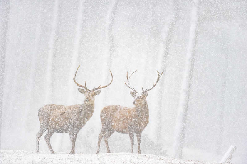 Wildlife Photography by Andy Parkinson