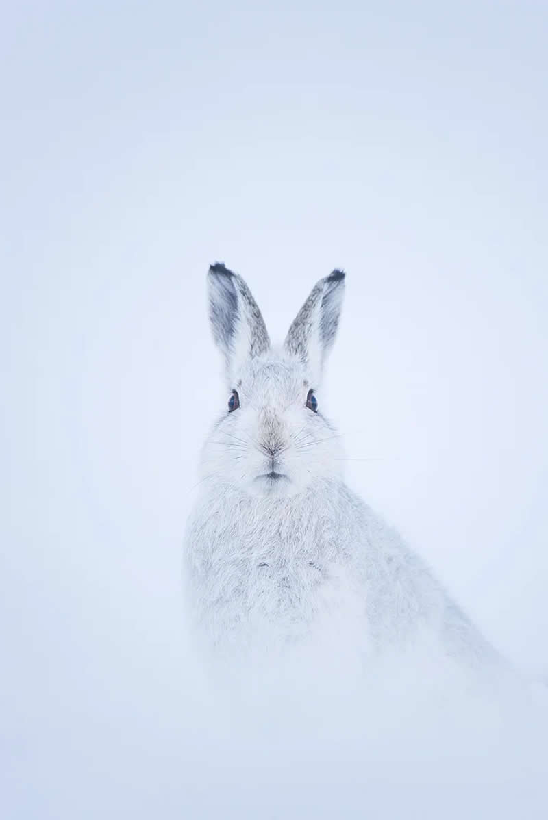 Wildlife Photography by Andy Parkinson