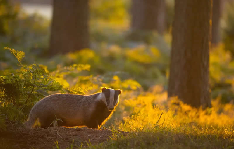 Wildlife Photography by Andy Parkinson