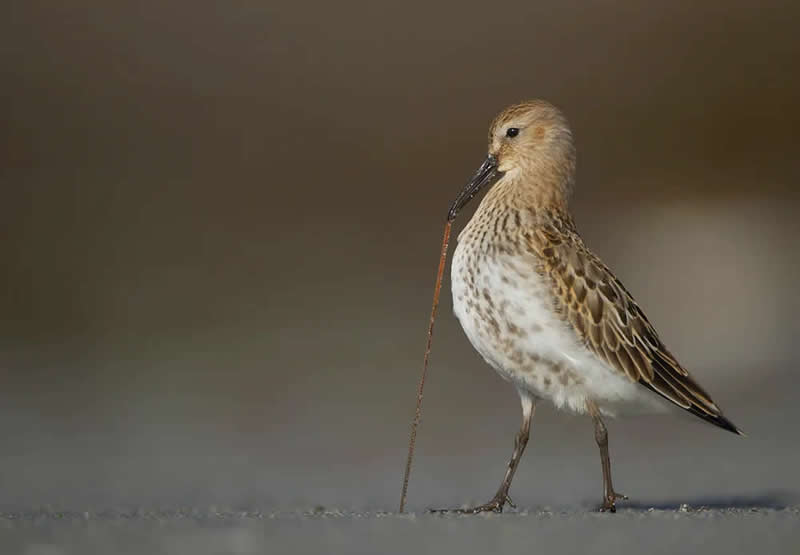 Wildlife Photography by Andy Parkinson