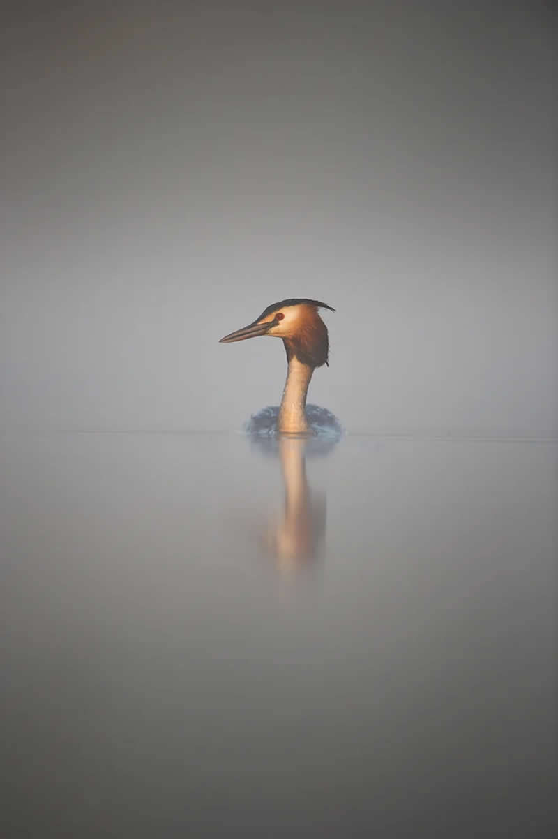 Wildlife Photography by Andy Parkinson