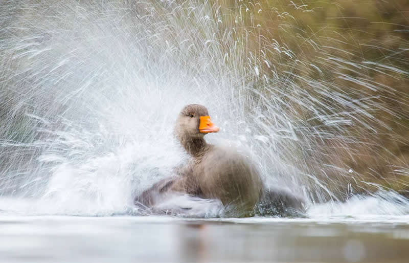 Wildlife Photography by Andy Parkinson