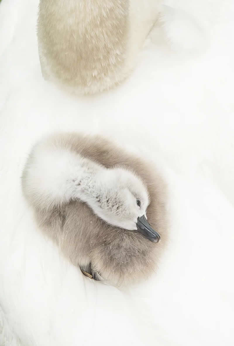 Wildlife Photography by Andy Parkinson