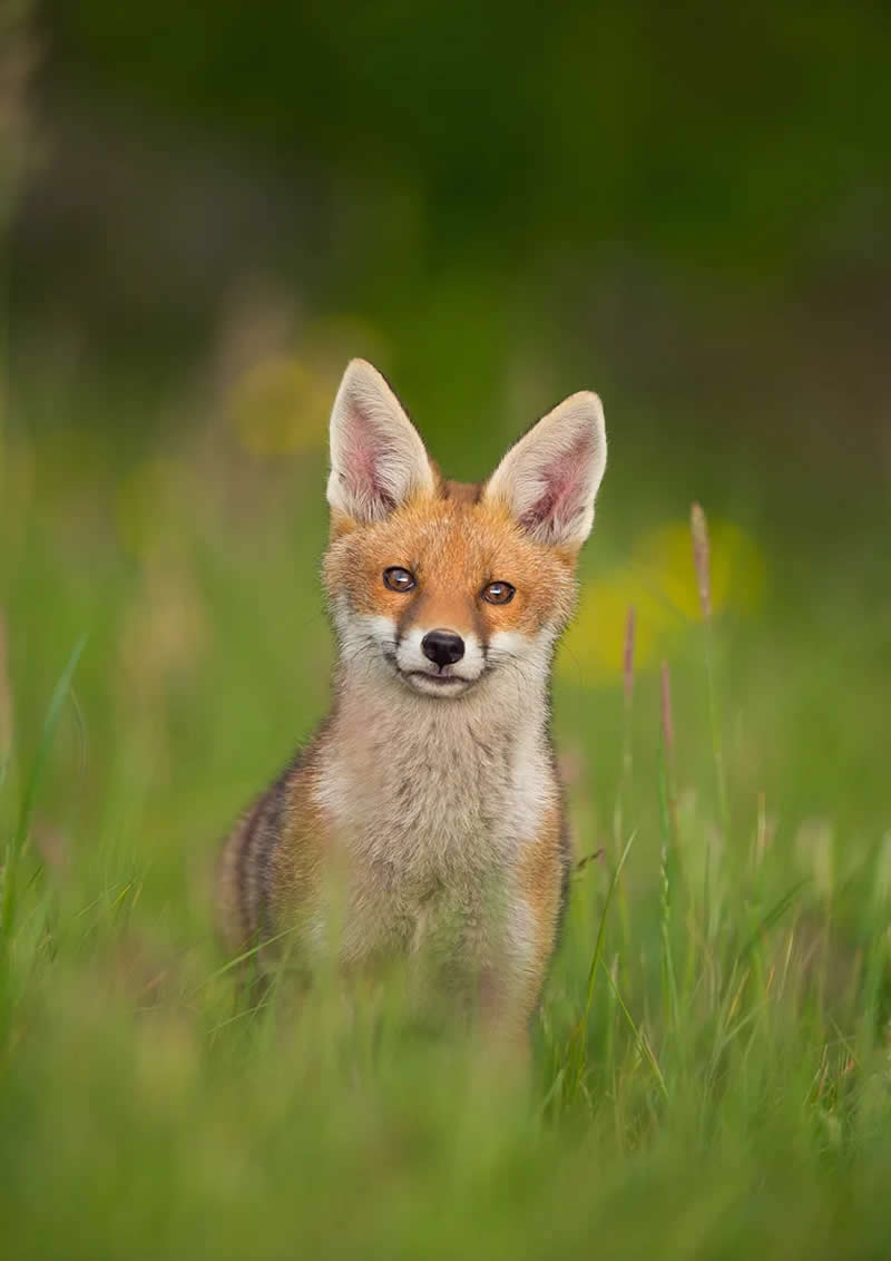 Wildlife Photography by Andy Parkinson
