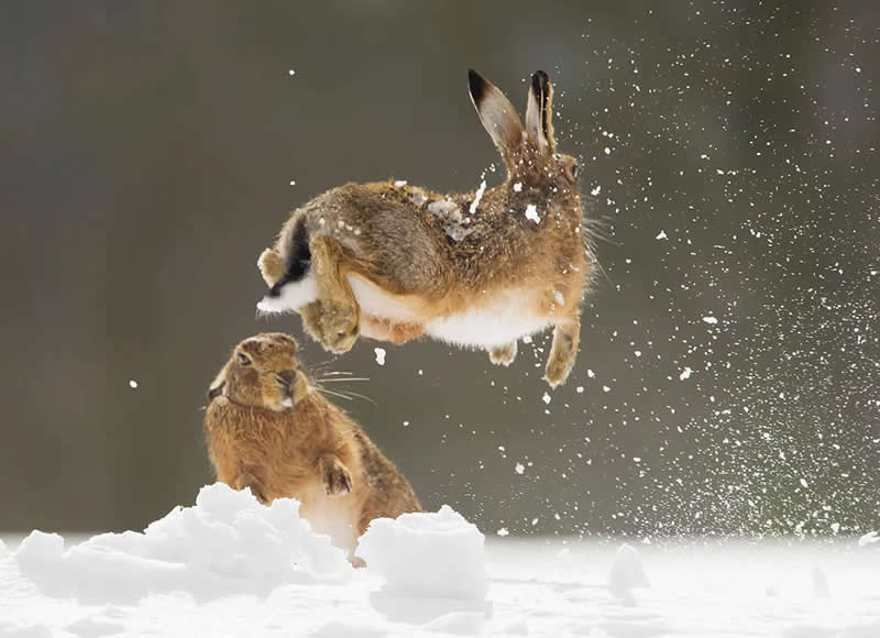 Wildlife Photography by Andy Parkinson