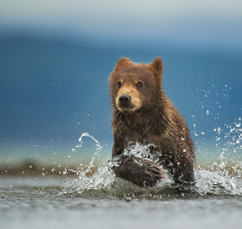 Wildlife Photography by Andy Parkinson