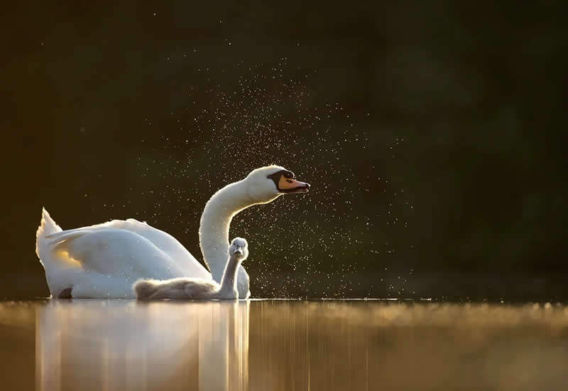 Wildlife Photography by Andy Parkinson