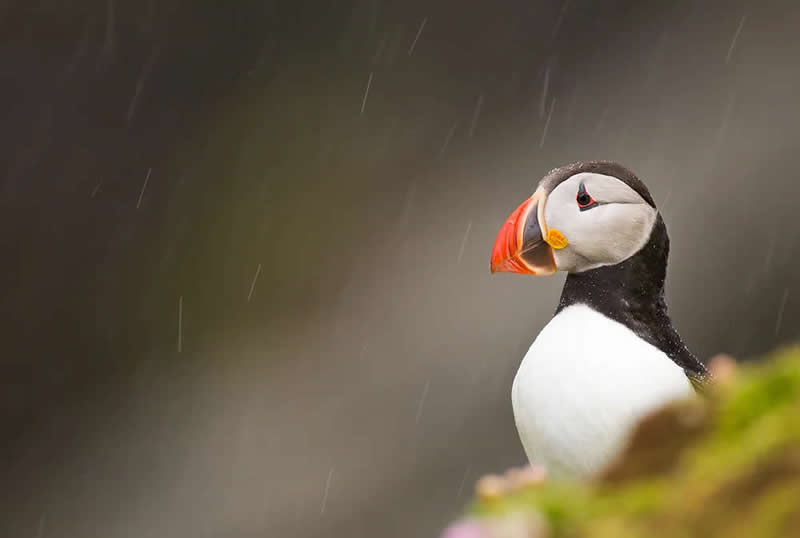 Wildlife Photography by Andy Parkinson