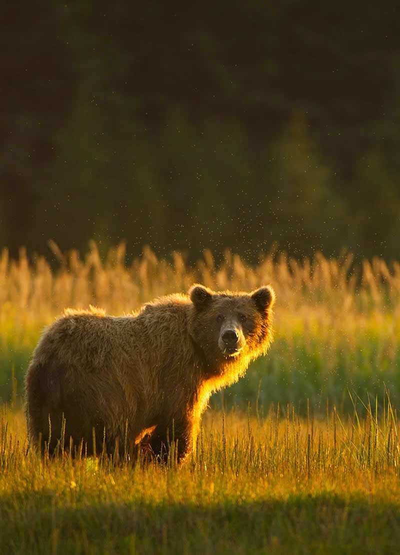 Wildlife Photography by Andy Parkinson