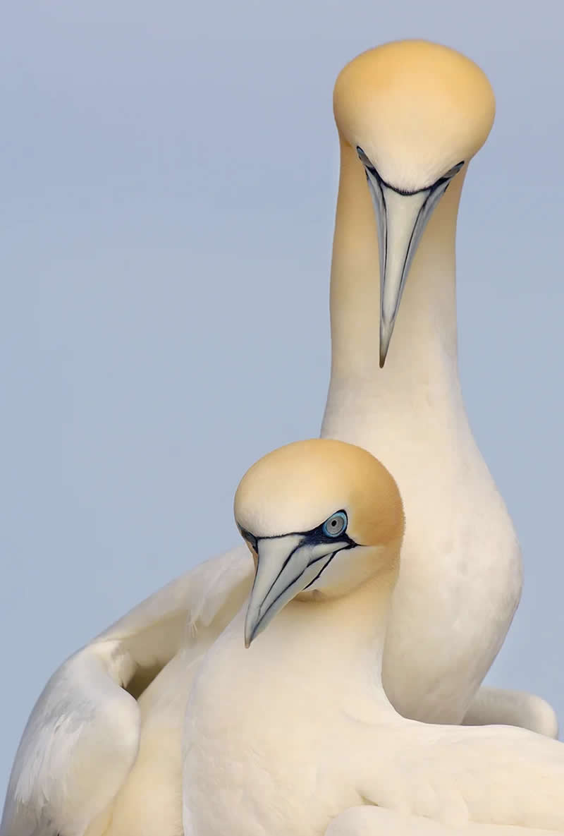 Wildlife Photography by Andy Parkinson