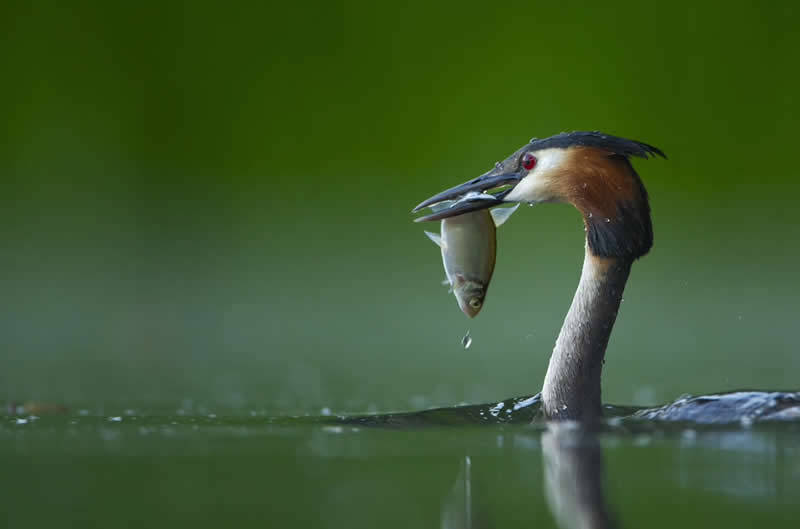 Wildlife Photography by Andy Parkinson